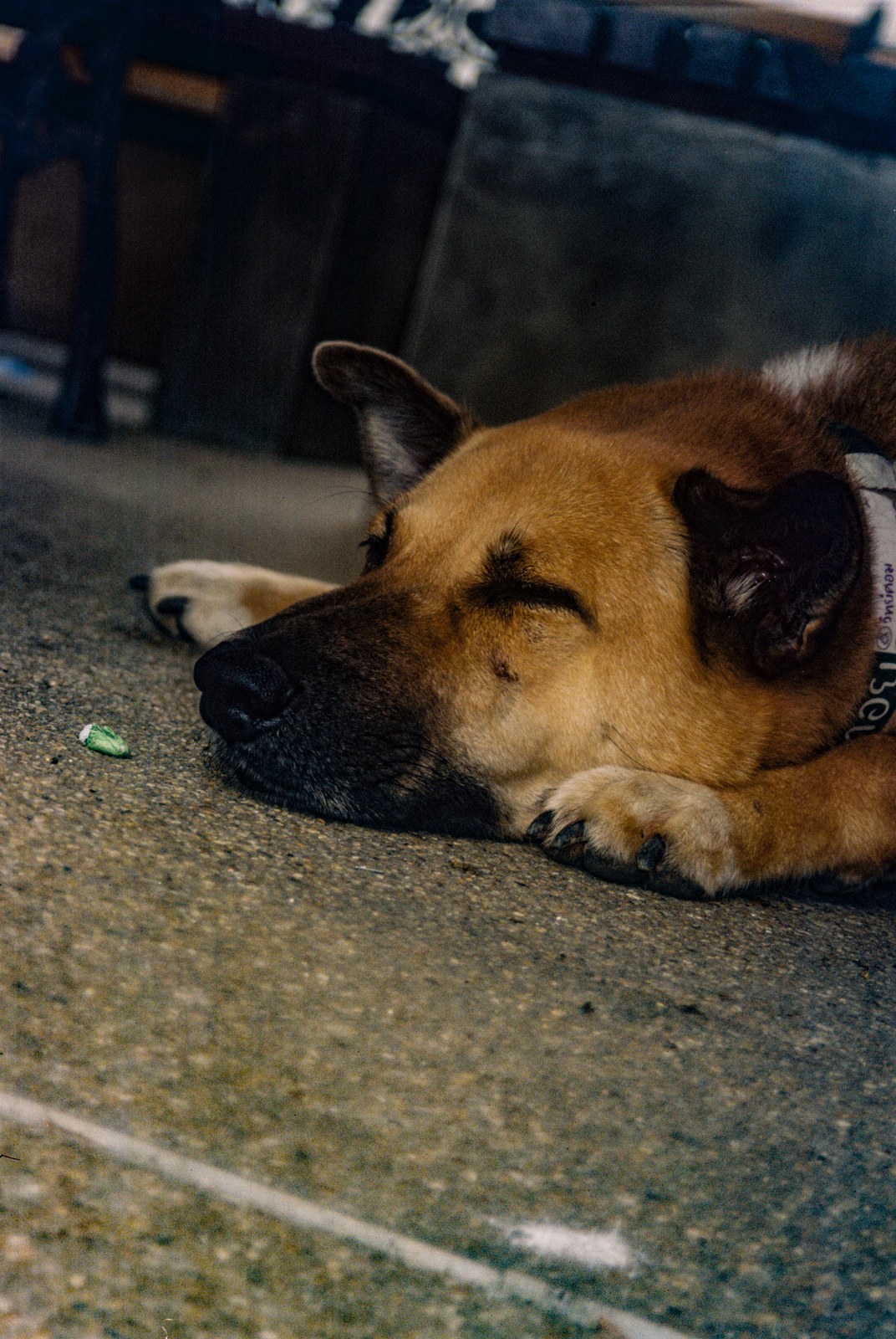 A dog asleep on the pavement