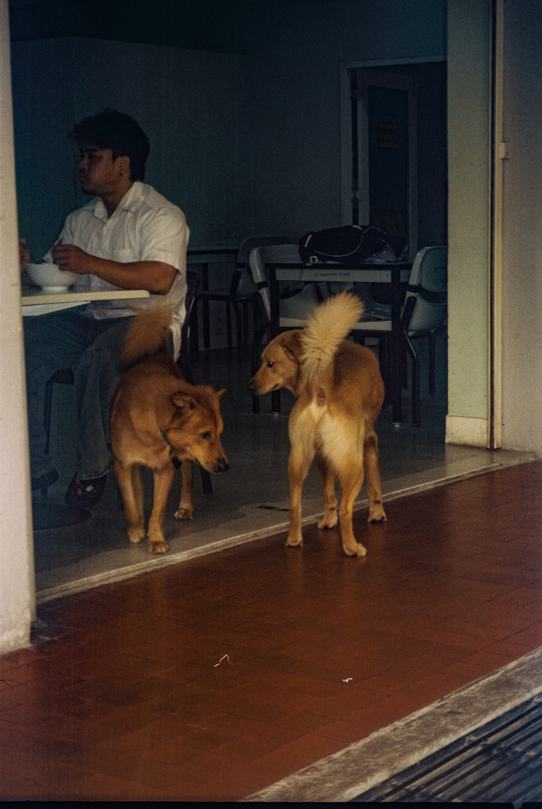 Two dogs at a shop door