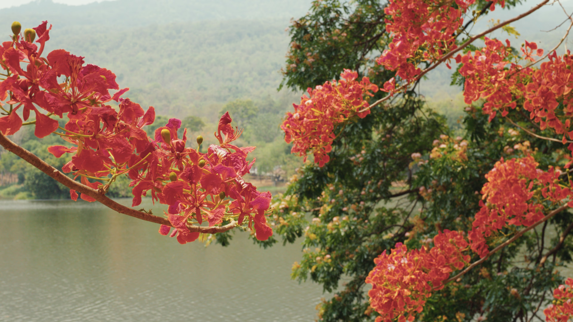 The flame tree over the lake, through Driffield