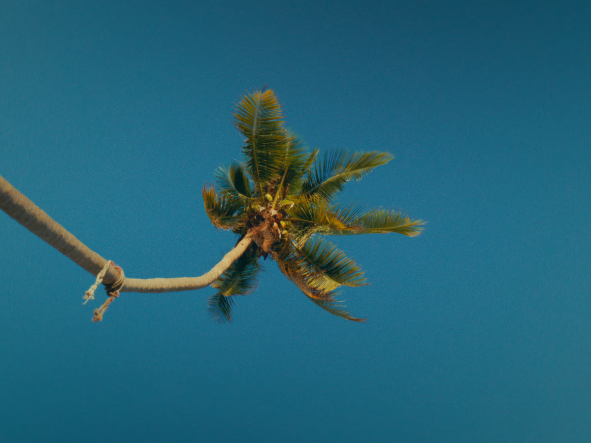A palm leaning out over the sea